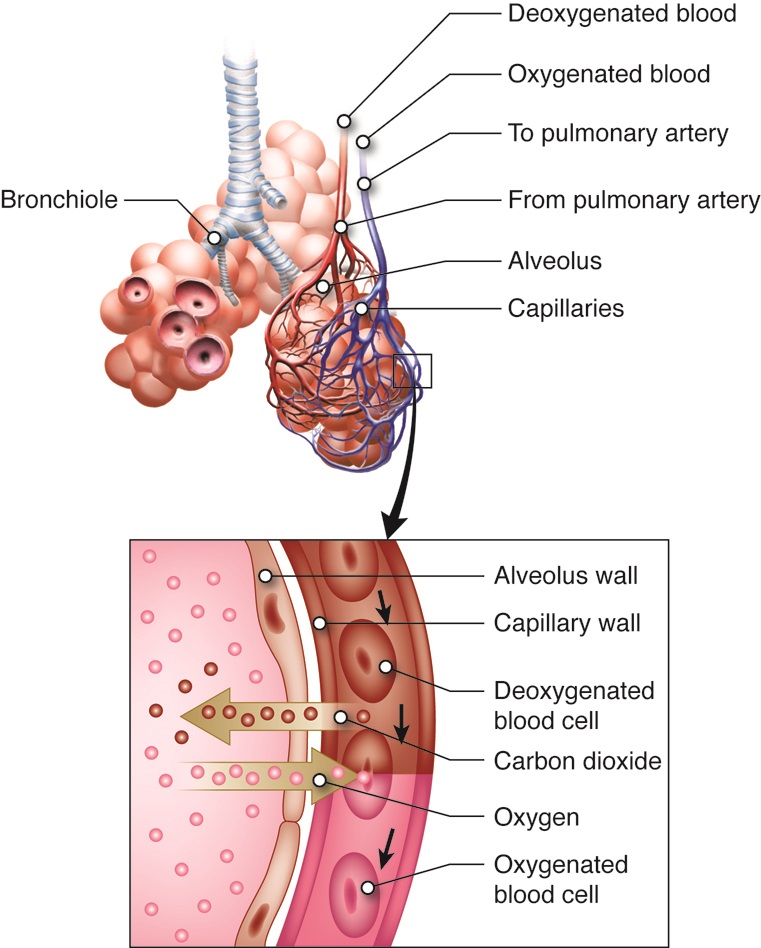 Cenveo Drawing Alveolar exchange of oxygen English labels AnatomyTOOL